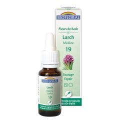 Bach Flowers N°19 Larch - Courage Hope 20ml Biofloral